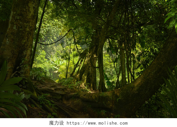 阳光照射在热带雨林中亚洲热带雨林